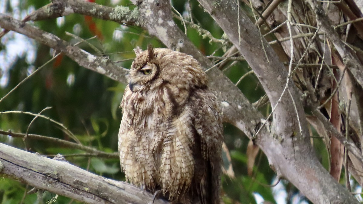 Great Horned Owl - ML638662048