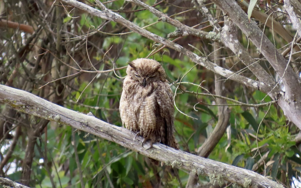 Great Horned Owl - ML638662049