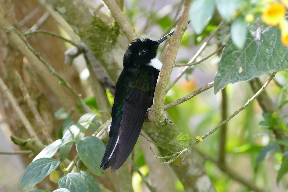 Collared Inca - ML638662057