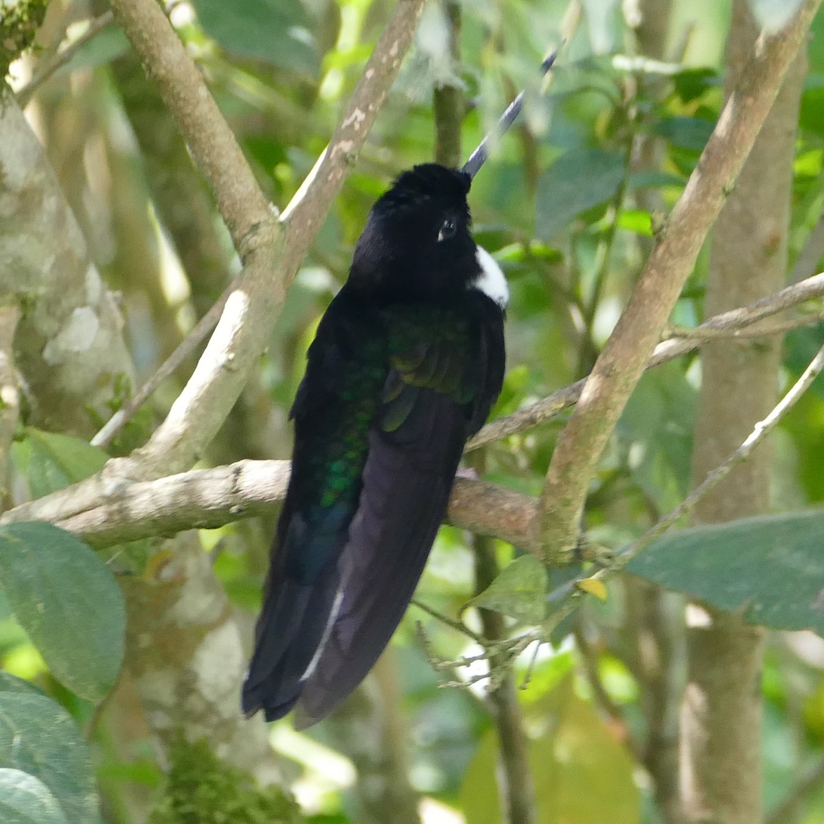 Collared Inca - ML638662060
