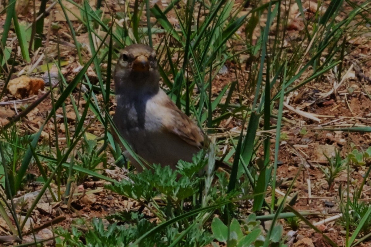 Rock Sparrow - ML638662088
