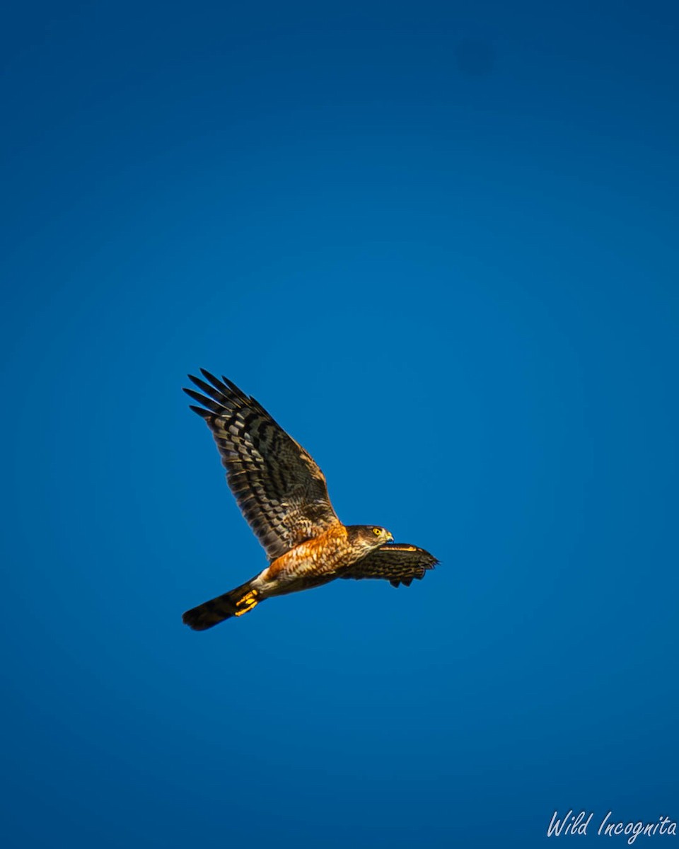 Rufous-breasted Sparrowhawk - ML638662089