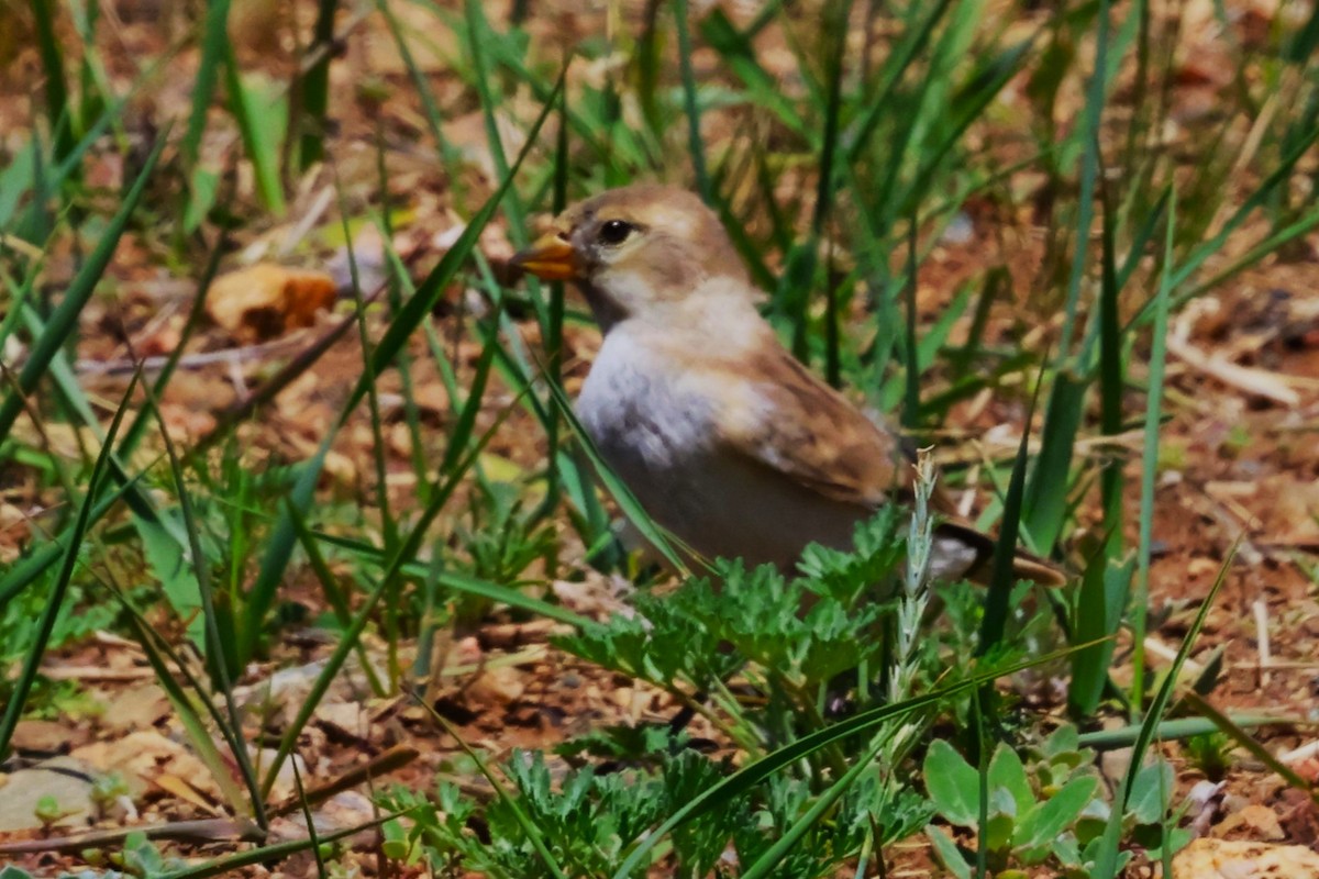 Rock Sparrow - ML638662090