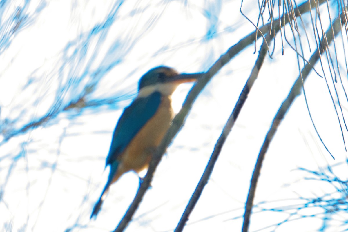Sacred Kingfisher (Australasian) - ML638662099