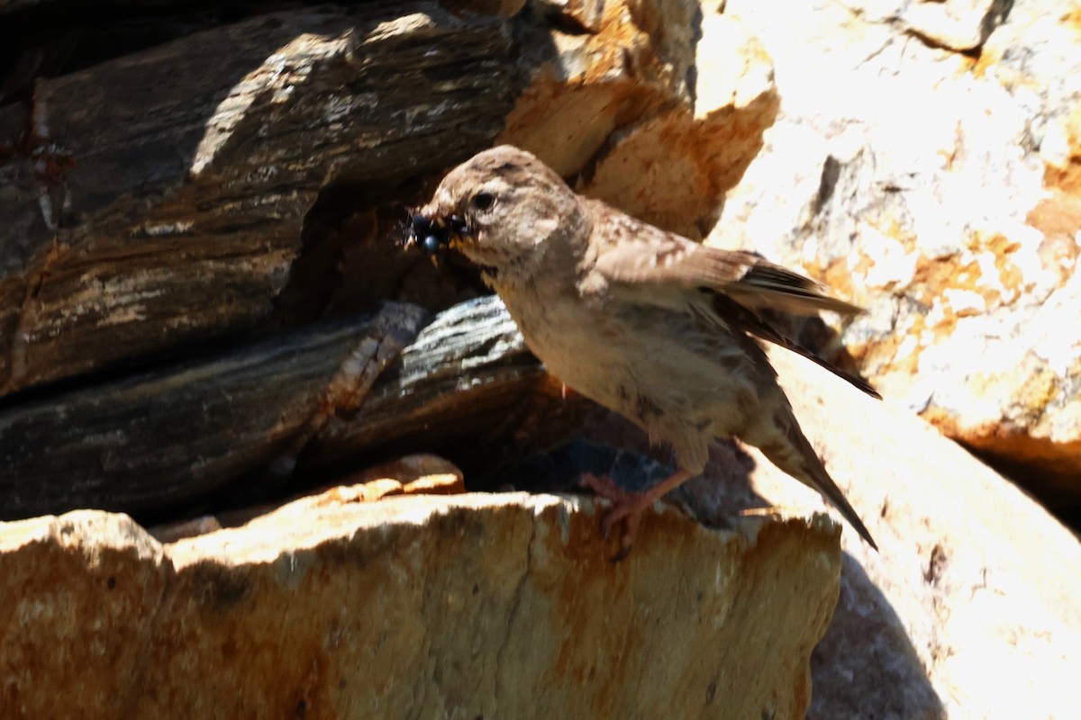 Rock Sparrow - ML638662101