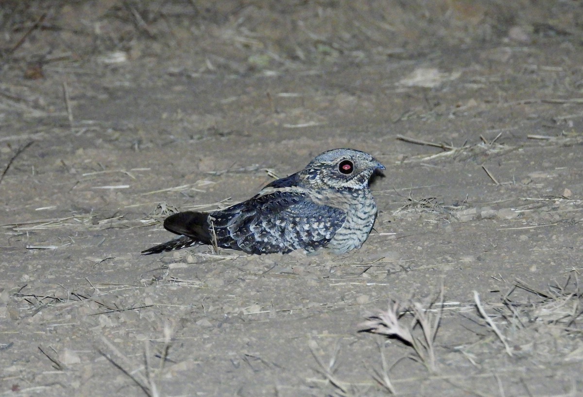 Spotted Nightjar - ML638662121
