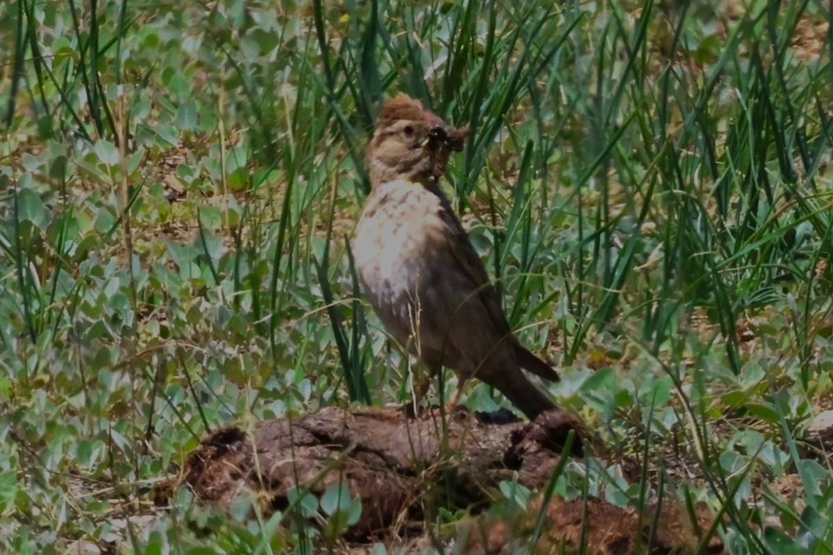 Rock Sparrow - ML638662126