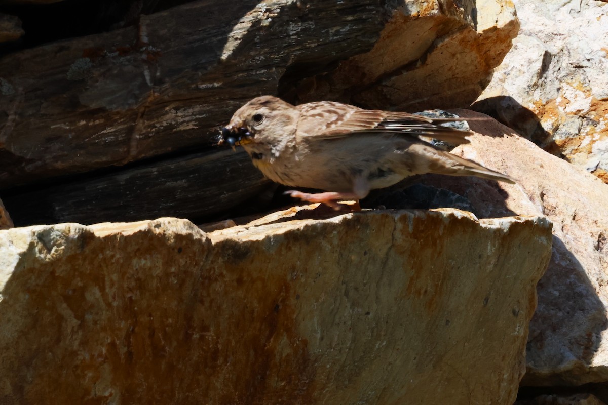 Rock Sparrow - ML638662156