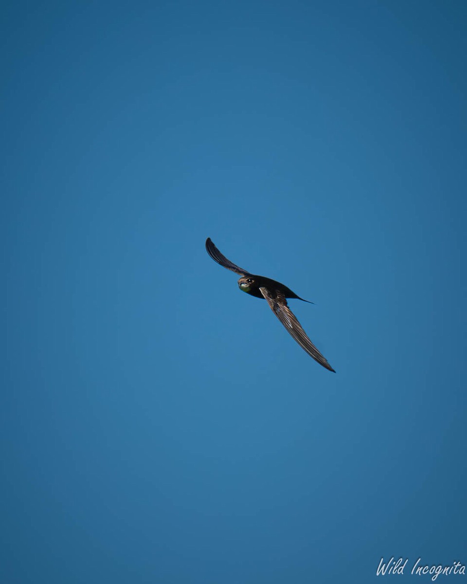 Common Swift - ML638662176
