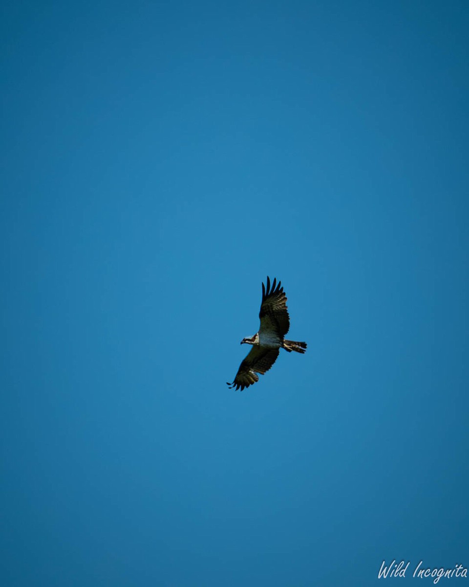 Загасч явлаг - ML638662180