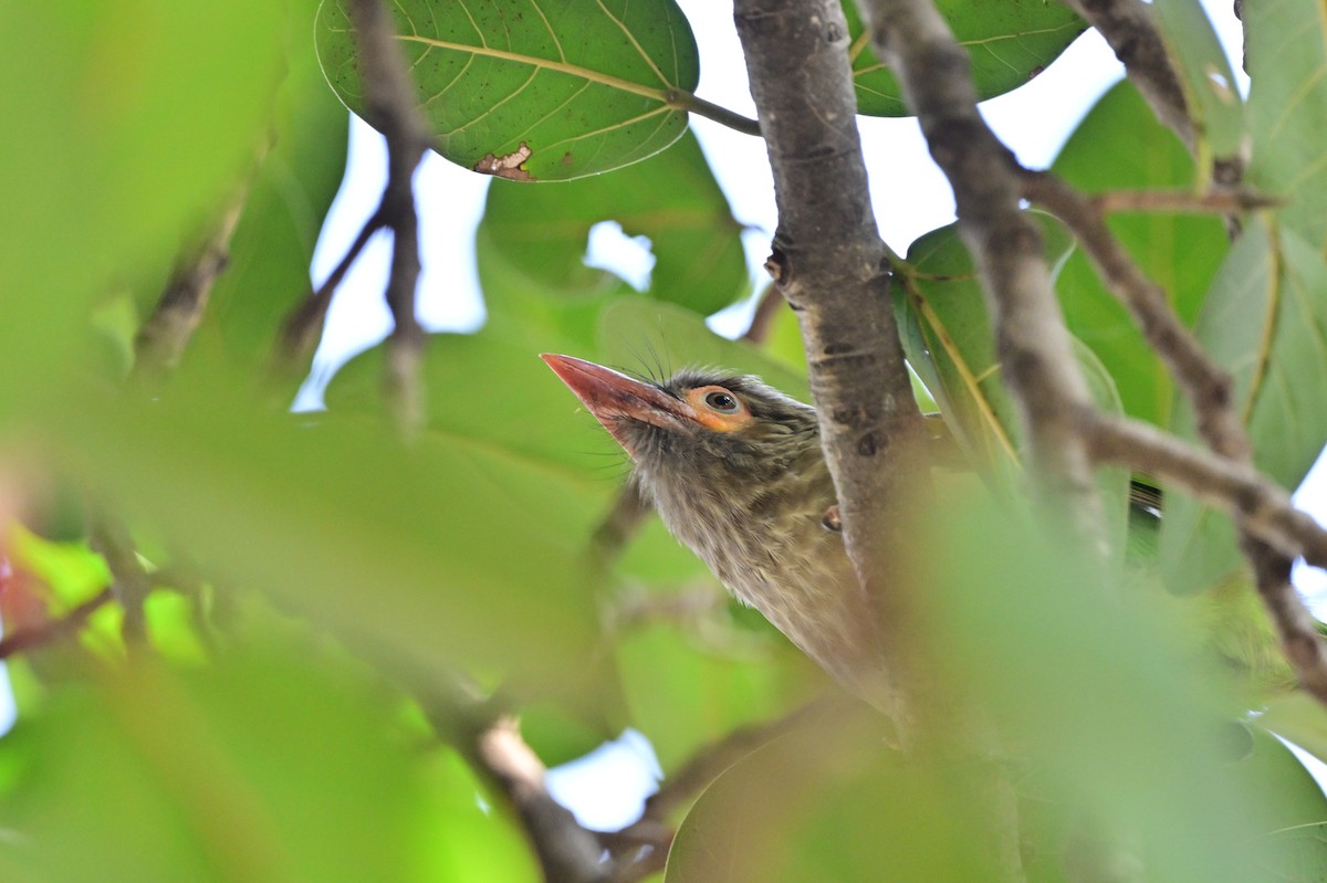 Brown-headed Barbet - ML638662181