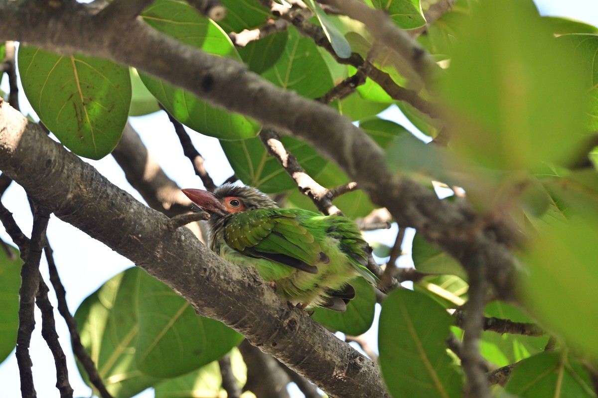Brown-headed Barbet - ML638662192
