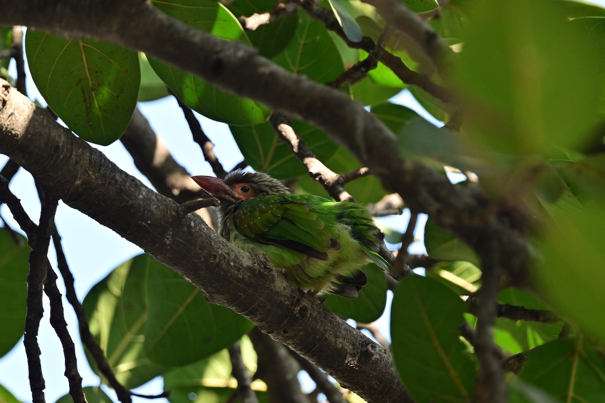 Brown-headed Barbet - ML638662193