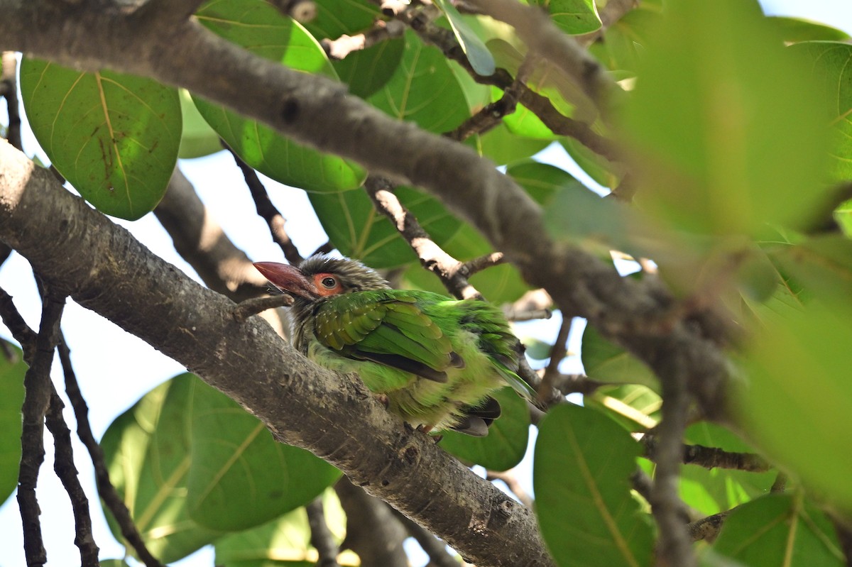 Brown-headed Barbet - ML638662194