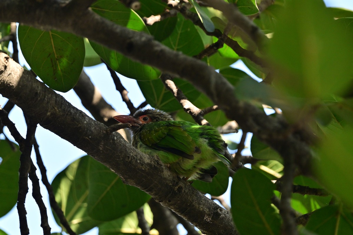 Brown-headed Barbet - ML638662195