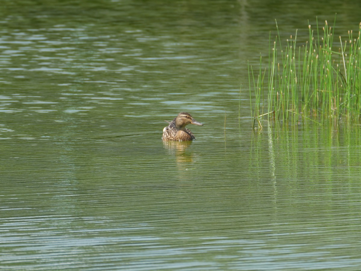 Mallard - ML638662204