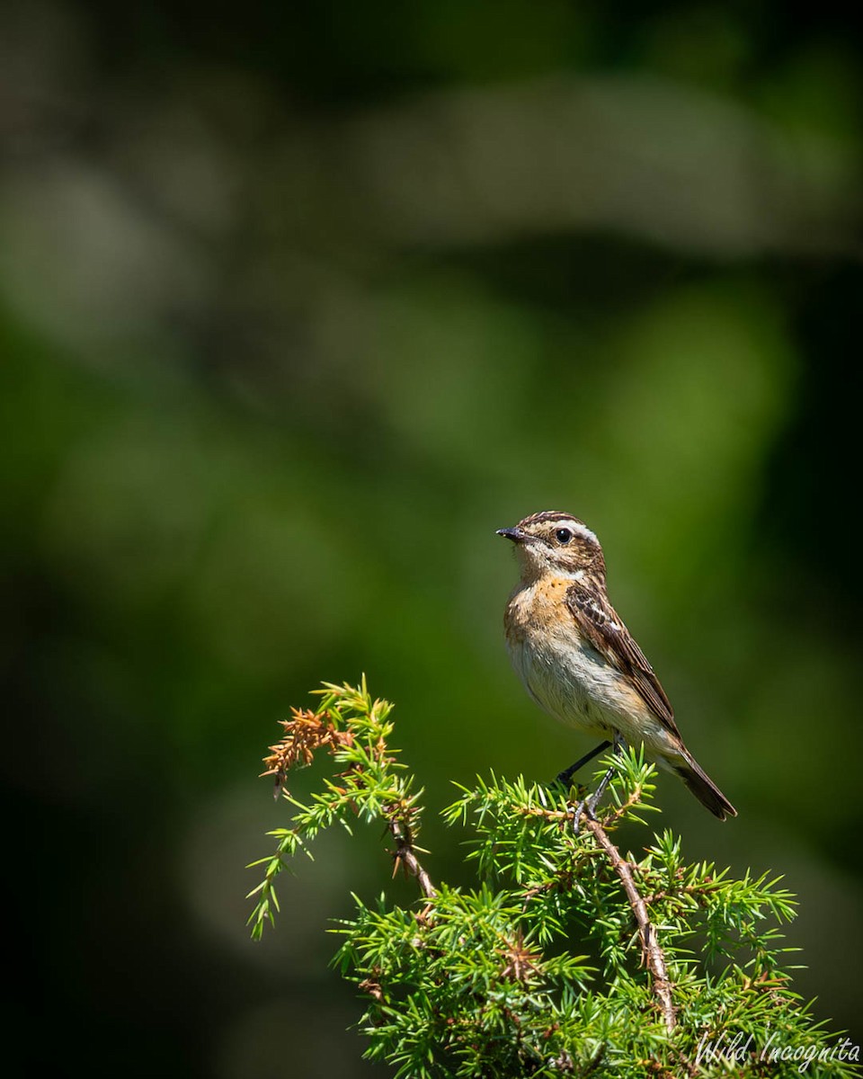 Whinchat - ML638662212