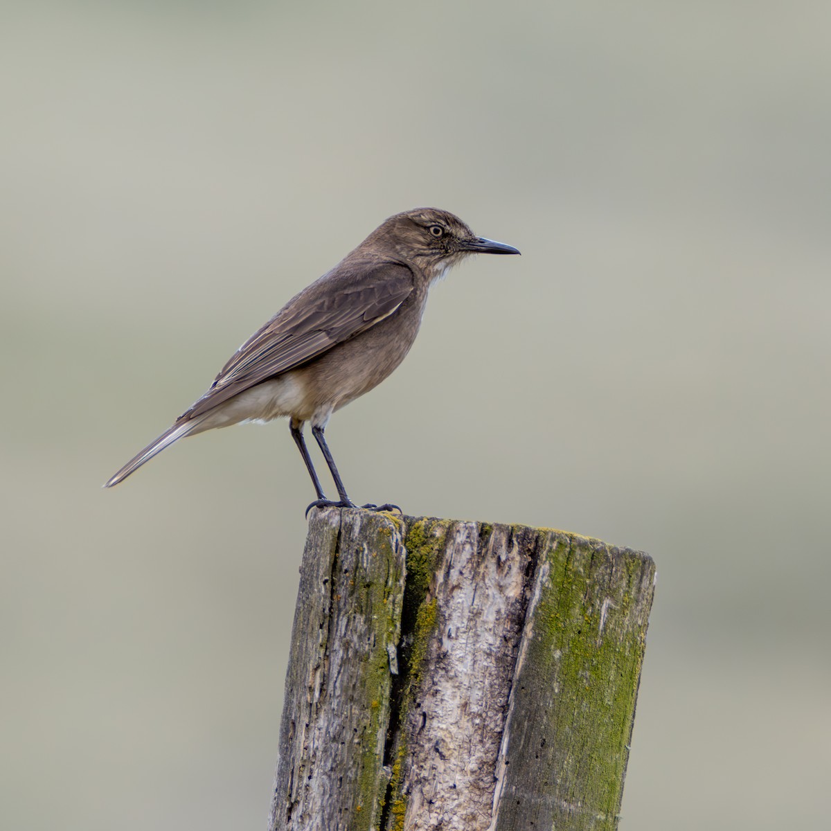 Black-billed Shrike-Tyrant - ML638662215