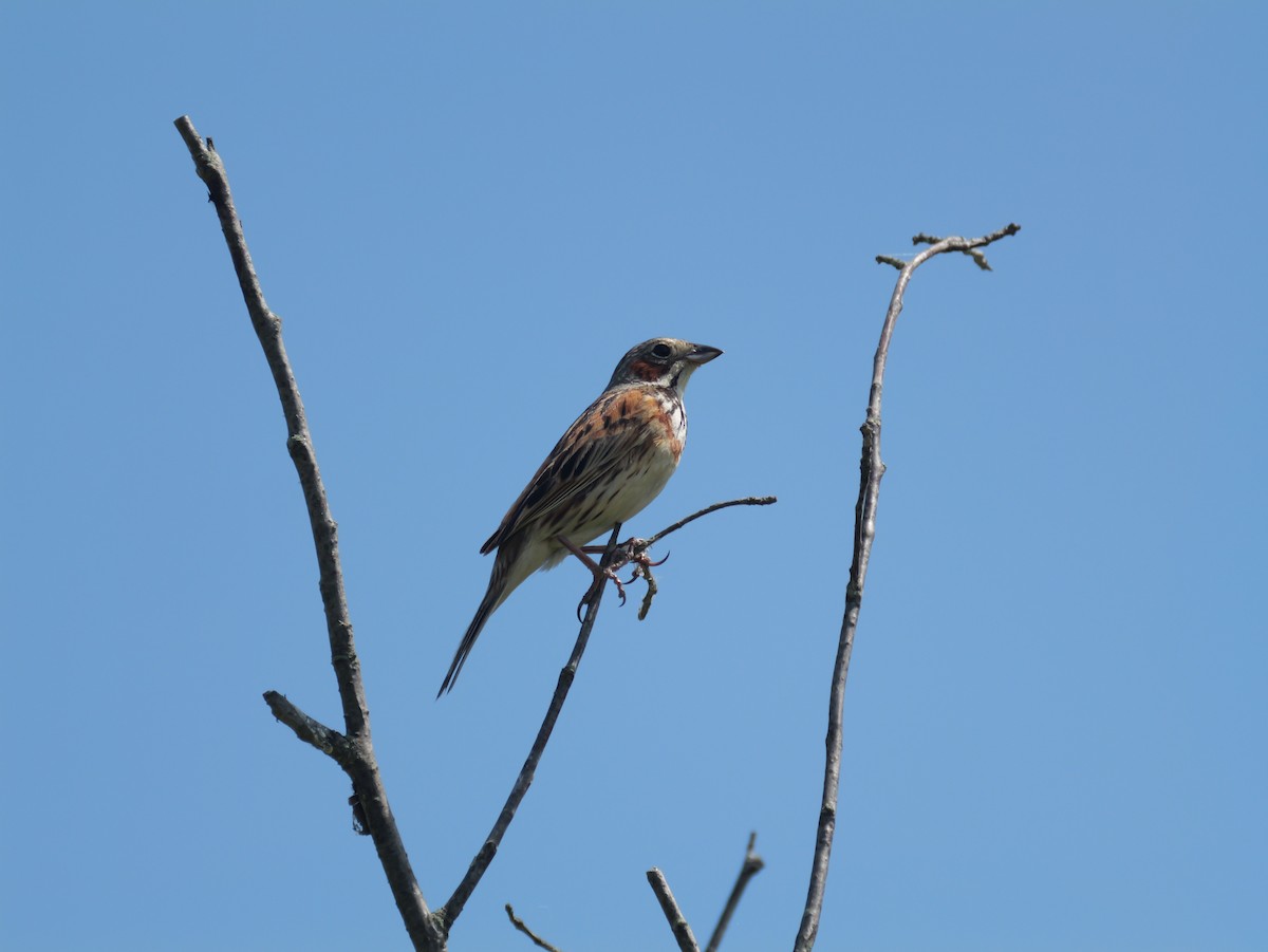 Chestnut-eared Bunting - ML638662229