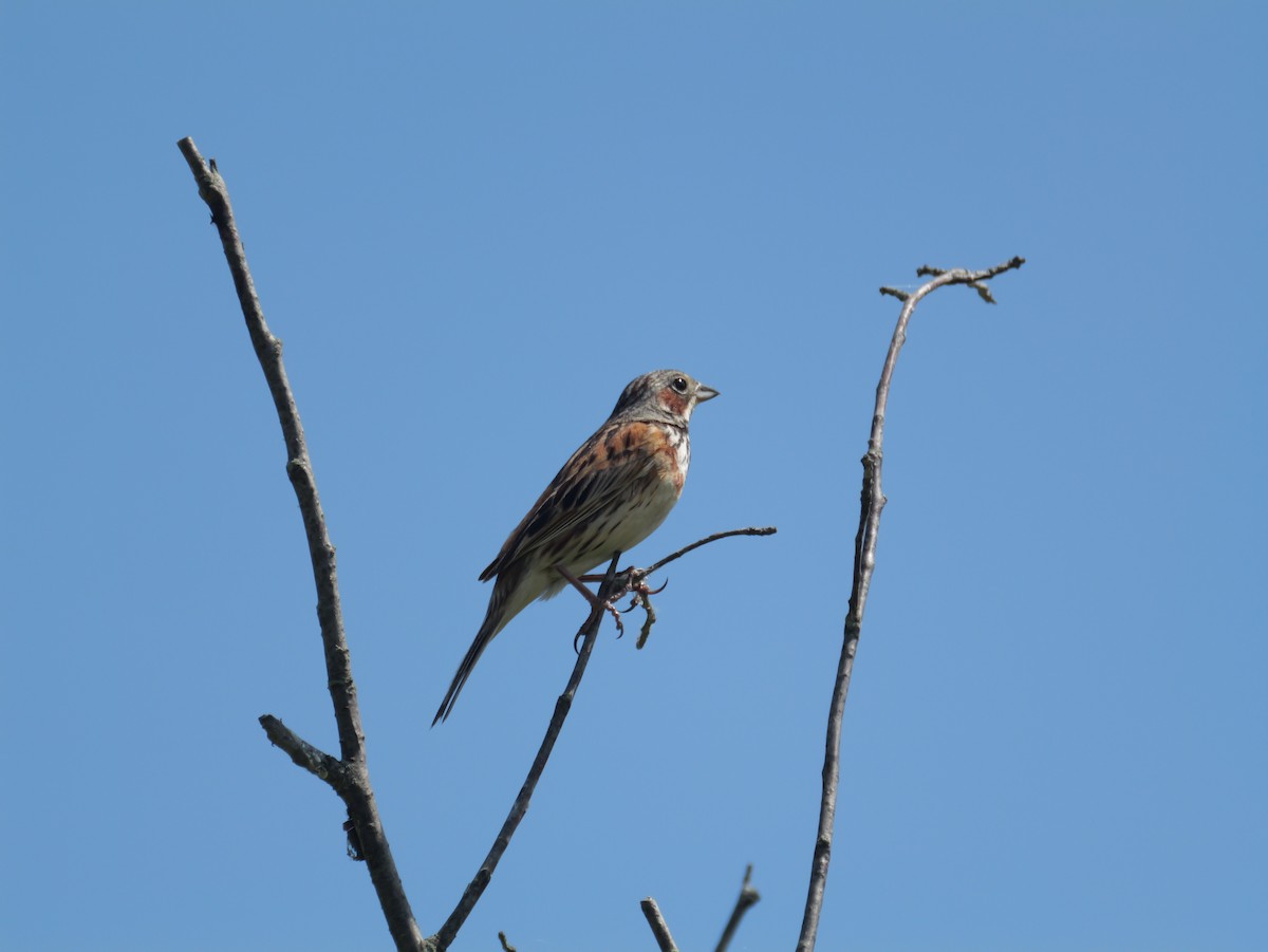 Chestnut-eared Bunting - ML638662231