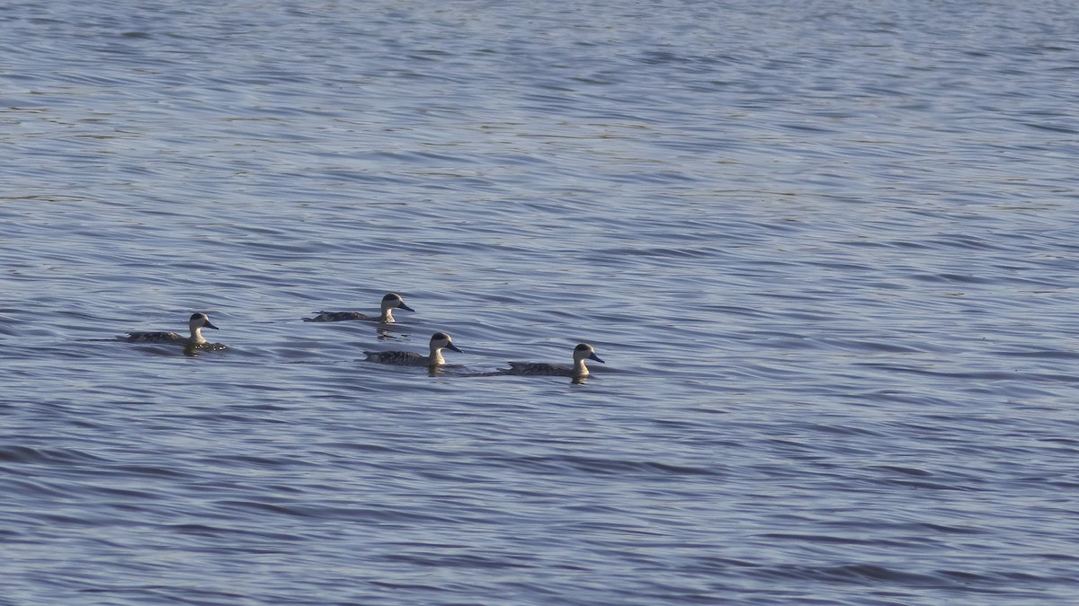 čírka úzkozobá - ML638662241