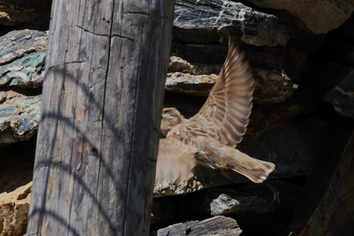 Rock Sparrow - ML638662259