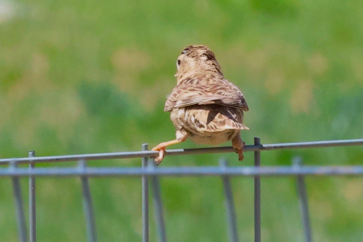 Rock Sparrow - ML638662261