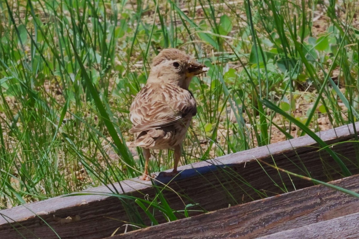 Rock Sparrow - ML638662263