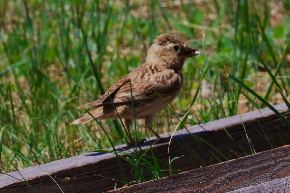 Rock Sparrow - ML638662270