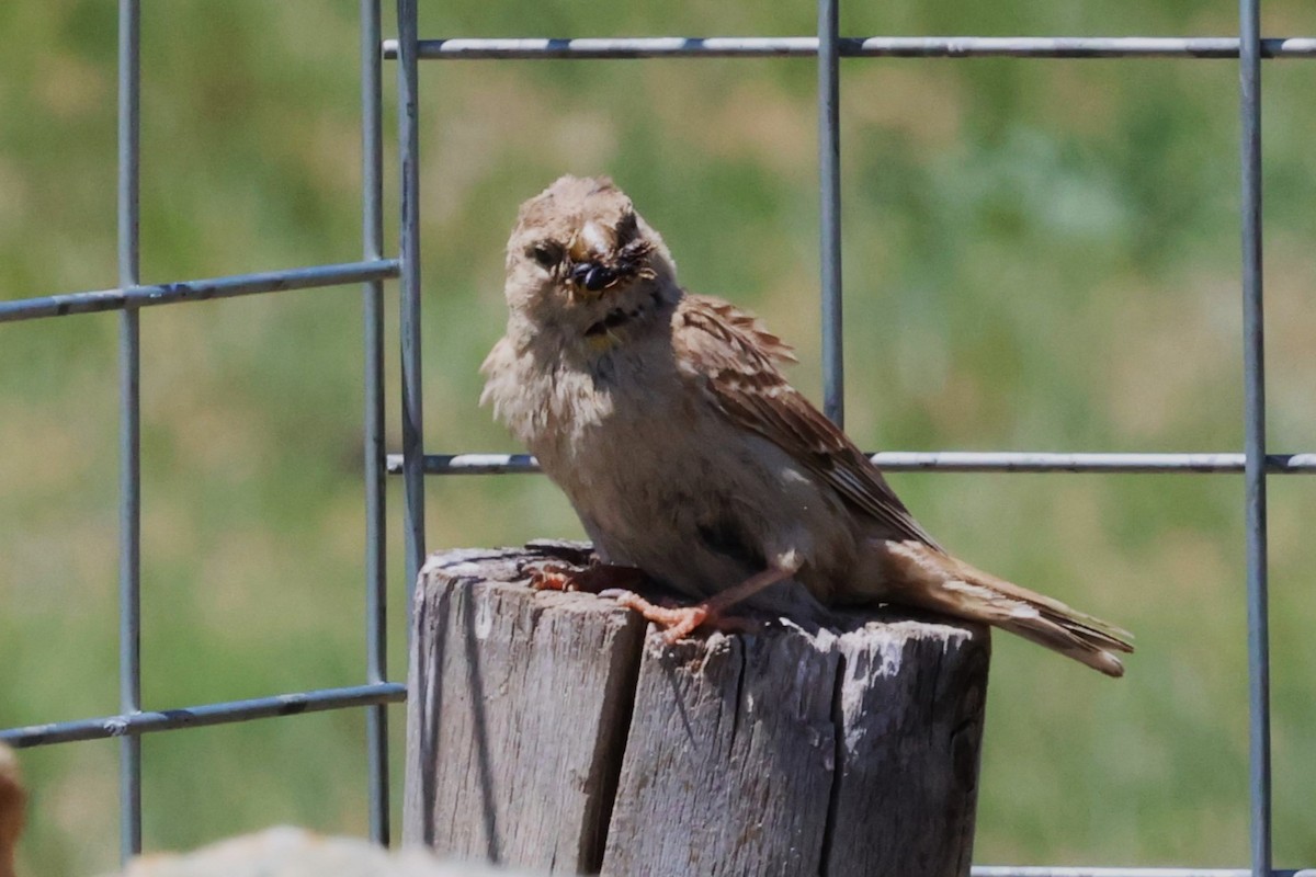 Rock Sparrow - ML638662276