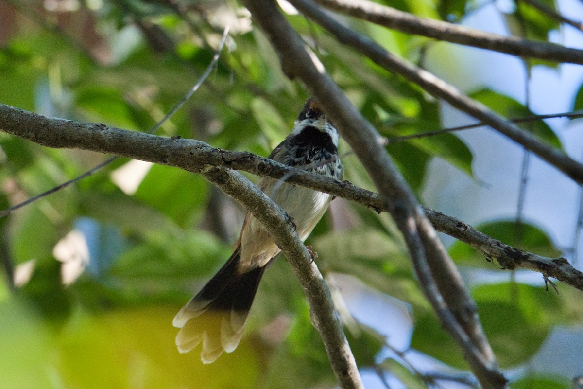 Australian Rufous Fantail - ML638662314