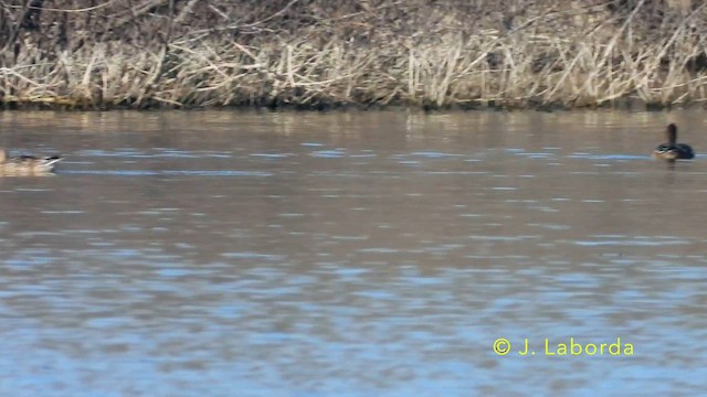 Eurasian Wigeon - ML638662325