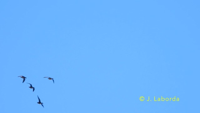 Eurasian Wigeon - ML638662326