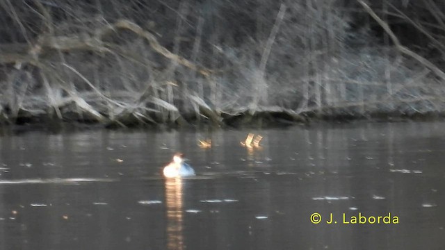 Eared Grebe - ML638662337