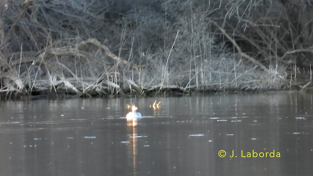 Eared Grebe - ML638662338