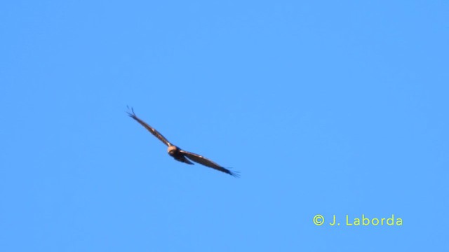Western Marsh Harrier - ML638662341