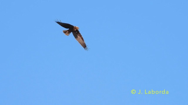 Western Marsh Harrier - ML638662346