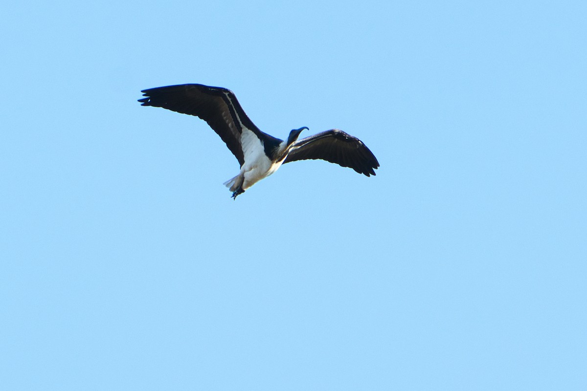 Straw-necked Ibis - ML638662368
