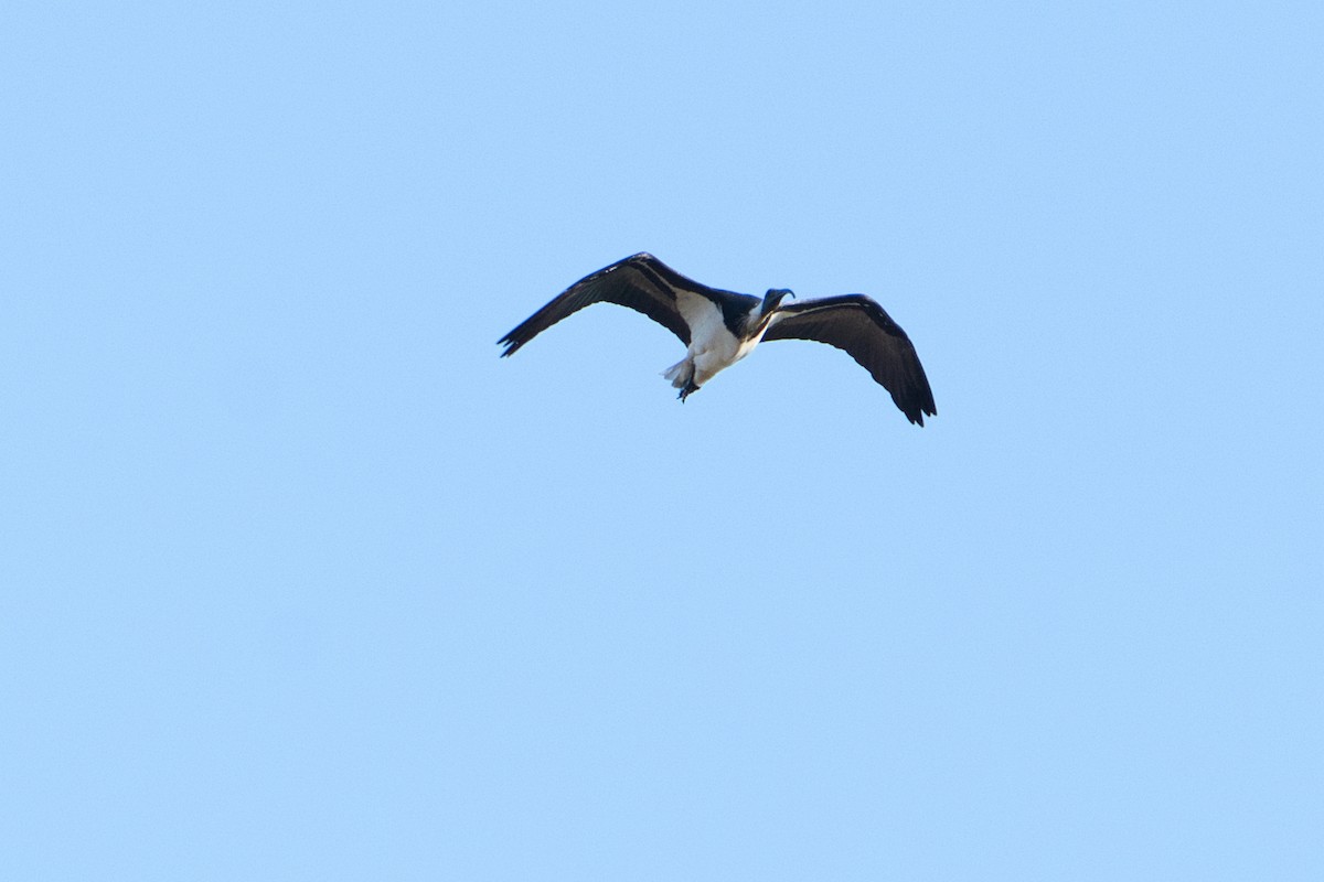 Straw-necked Ibis - ML638662369