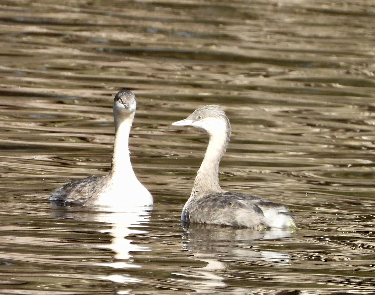 Zampullín Canoso - ML638662409
