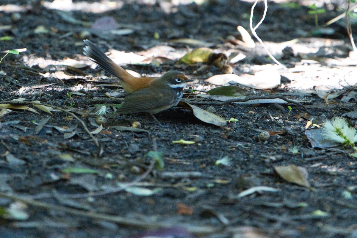 Australian Rufous Fantail - ML638662422