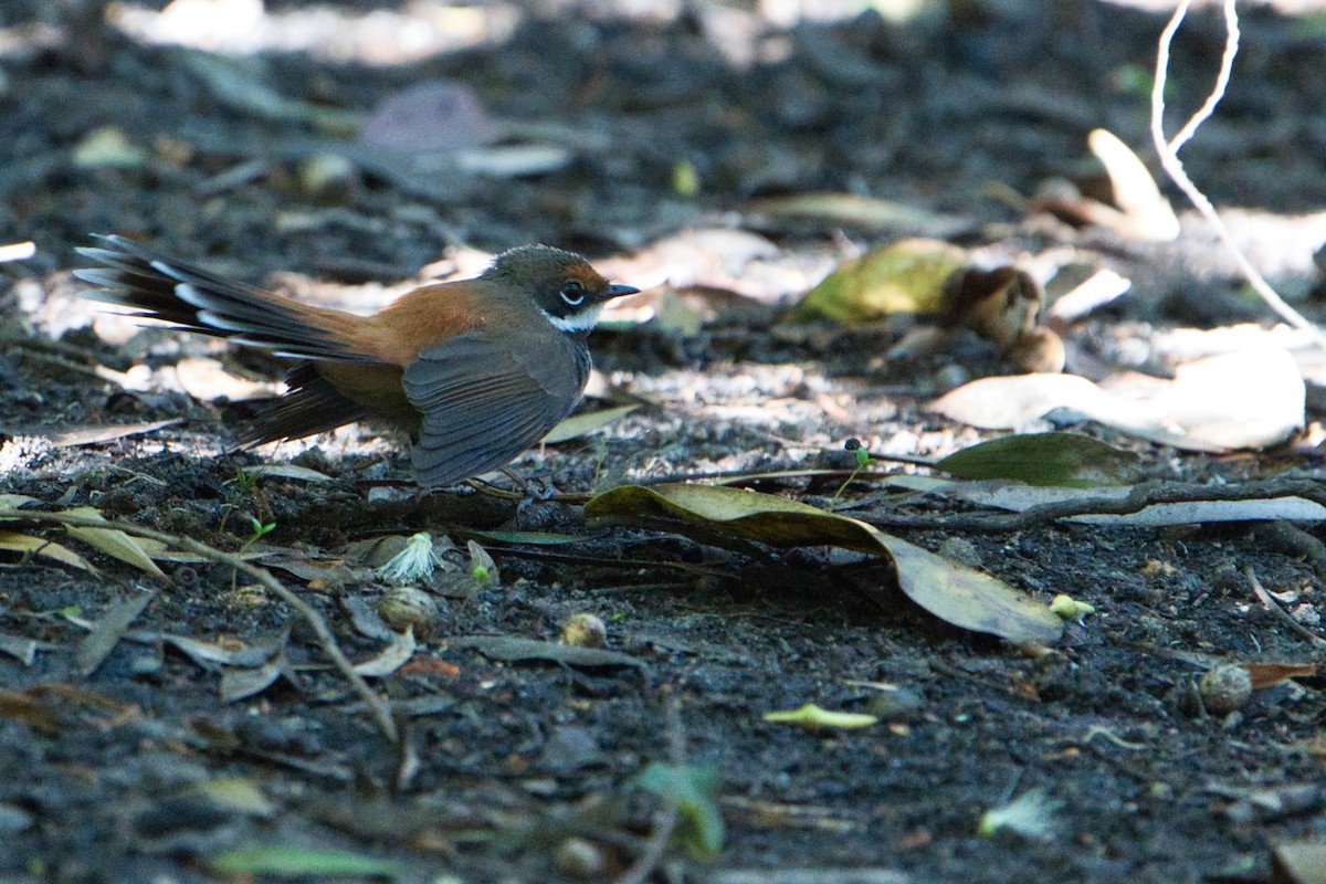Australian Rufous Fantail - ML638662423