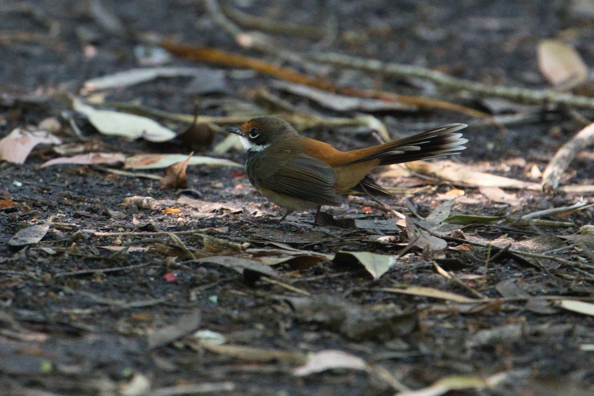 Australian Rufous Fantail - ML638662424