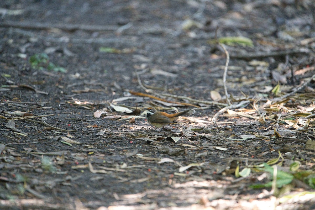 Australian Rufous Fantail - ML638662425