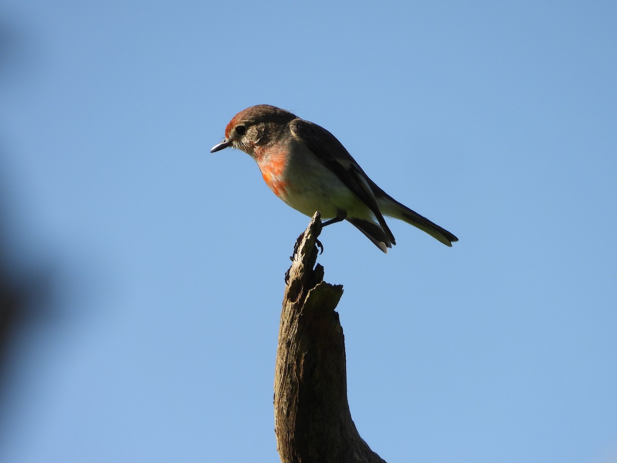 Petroica Frentirroja - ML638662433