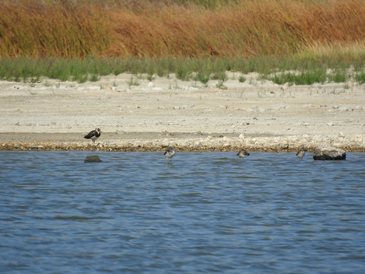 Green Sandpiper - ML638662476