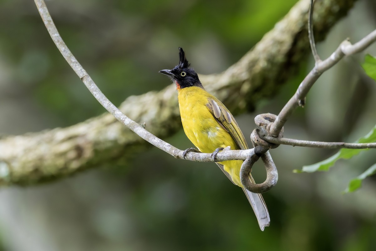 Bulbul Crestinegro - ML638662554