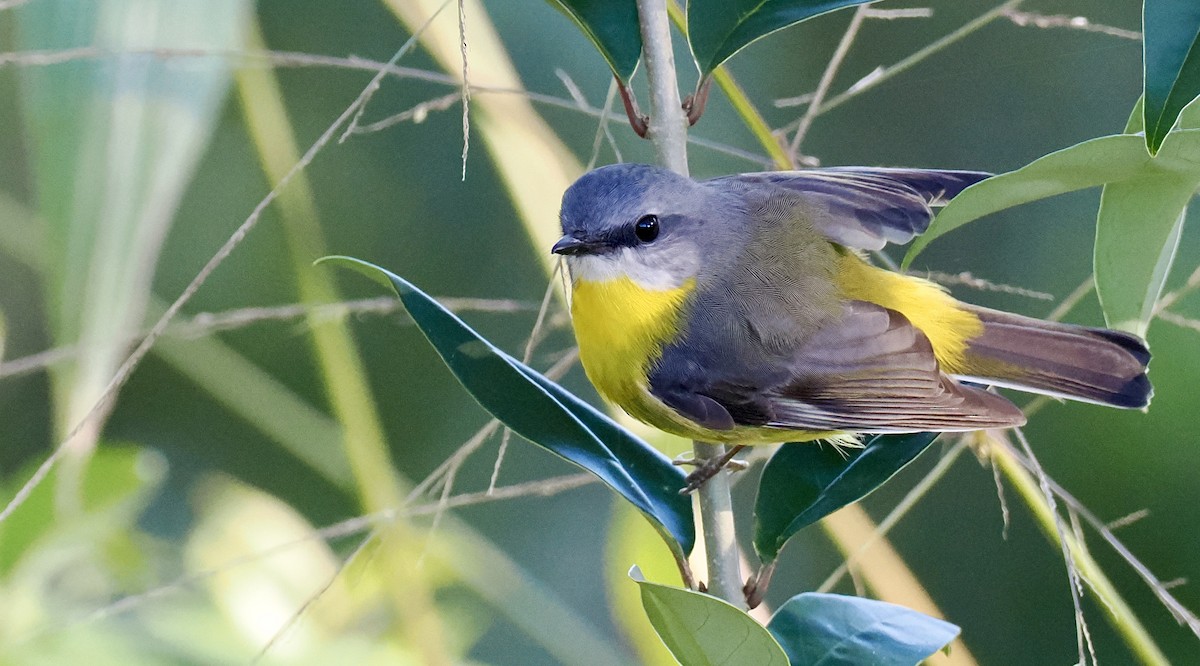 Eastern Yellow Robin - ML638662577