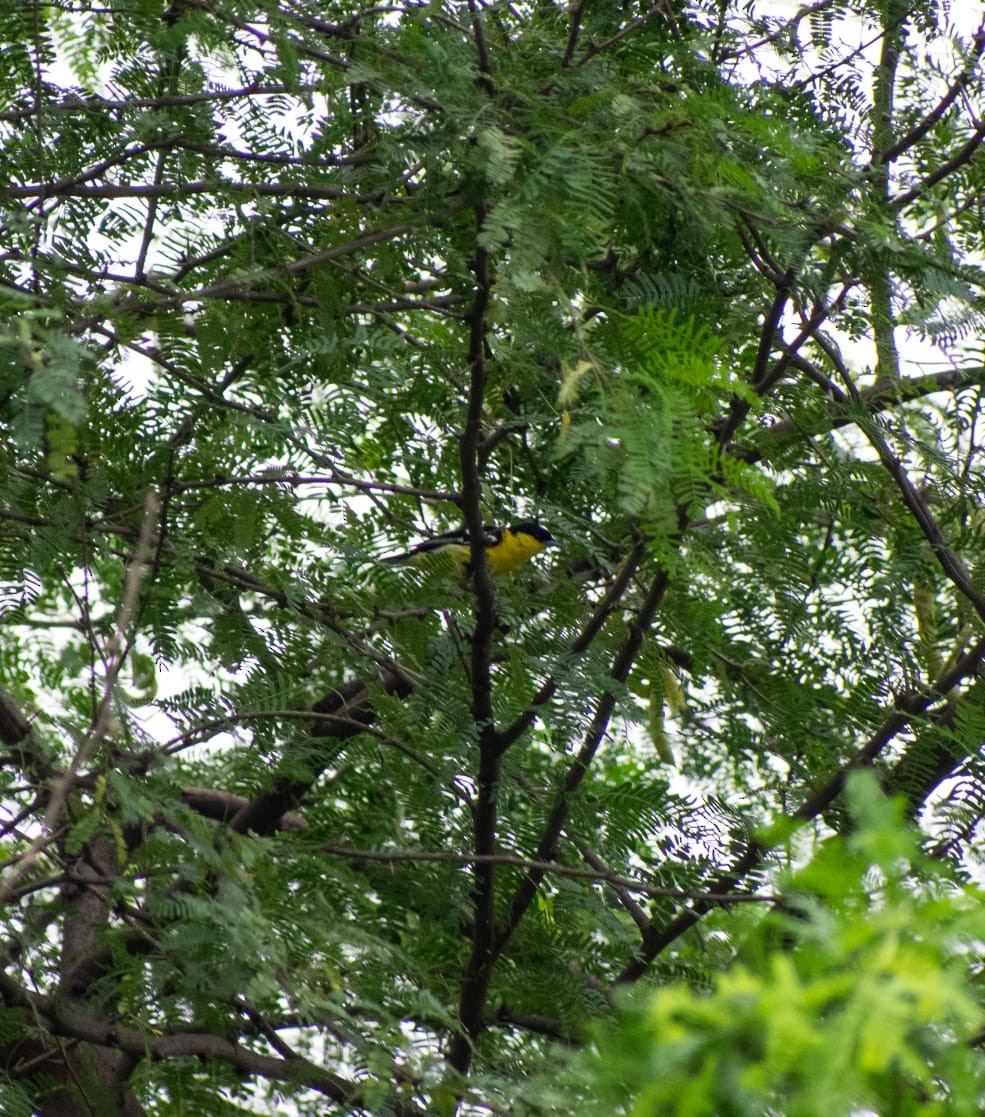 White-tailed Iora - ML638662594