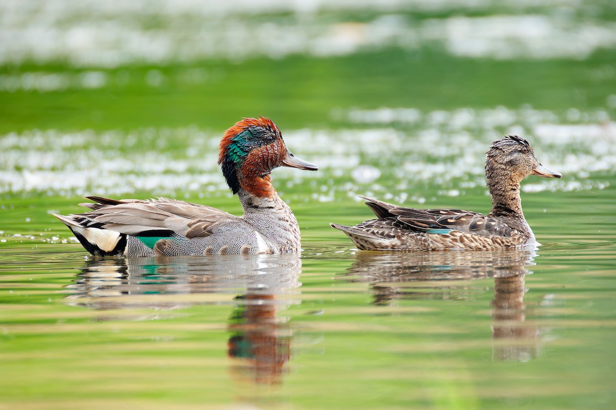 Çamurcun (carolinensis) - ML638662595
